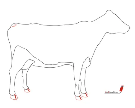 Cum de a desena o vacă cu un creion în etape