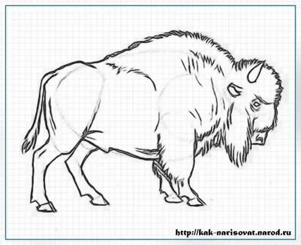 Как да се направи бизони или бизон - пример за рисунка с молив в снимки как да се направи - обучение