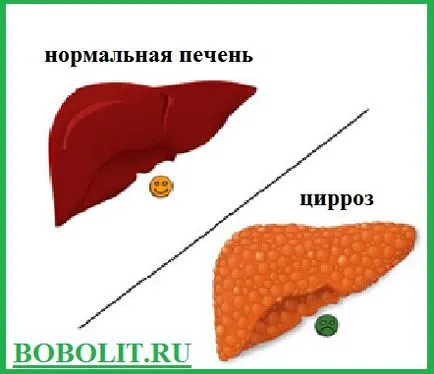 Как да се направи молив бисквити, как да се направи етапите на черния дроб