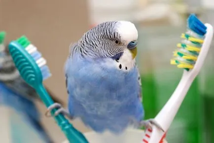 Cum de a dota o cușcă pentru un papagal - aranjament papagal cușcă - îngrijire și educație