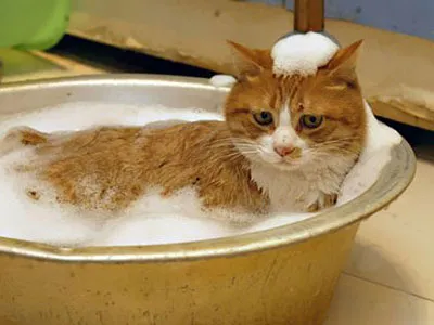 Cum să se spele o îngrijire pisică și de întreținere