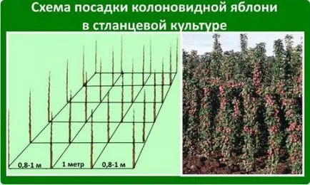 Как да се засадят колонен ябълка дати за засаждане на дървета и местоположение