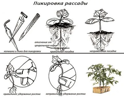 Hogyan juthat kiváló minőségű palánták a padlizsán - lépésről lépésre