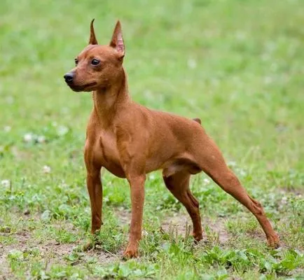 Hogyan tegye a füle dobermann