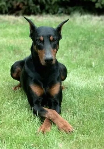 Cum de a pune Doberman urechi