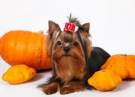 Yorkshire Terrier pentru ingrijirea câine