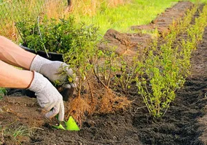 Hedge de sălcii argumente pro și contra, în special a tehnologiei de plantare, reguli de îngrijire