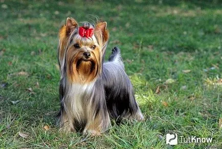 Yorkshire Terrier pentru ingrijirea câine