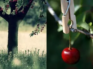 Hogyan ültessünk egy cseresznye - Kertészek