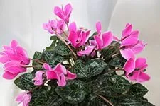 Cum se propaga Cyclamen