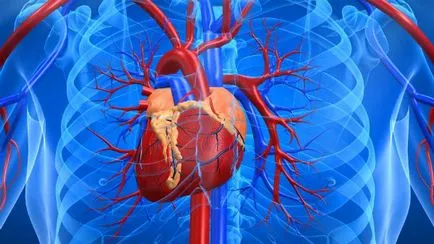 Cum funcționează sistemul sistemului circulator - articol de sistem organism - cardiovascular