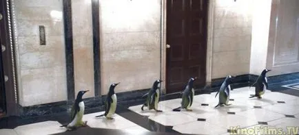 Ahogy forgatták Mr. Popper Penguins, a filmben Mr. Popper Penguins igazi pingvinek