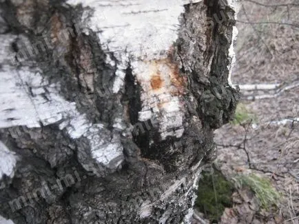 Cum de a colecta, recolta și de a folosi seva de mesteacăn