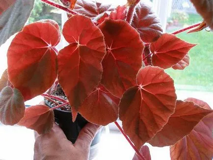 Cum de a păstra sănătate și frumusețe begonii înrădăcinare secrete ce diferențe