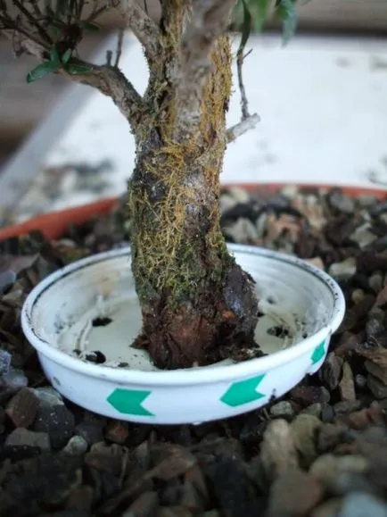 Cum sa faci un bonsai trunchi gros