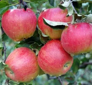 Как да расте круша или ябълка с клони, които са откъснати