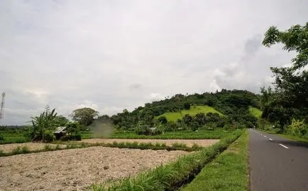 Hogyan növekszik a rizs, aki egy Devi Shri és Bali rizs teraszok