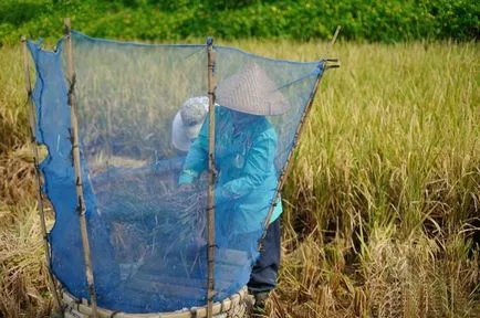 Как да расте ориз, който е Деви Шри и от Бали оризови тераси