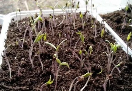 Cum să crească răsaduri puternice de tomate sfaturi valoroase