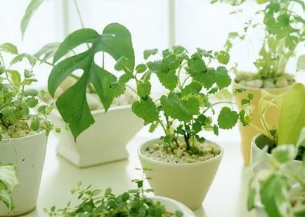 Hogyan törődik növények télen