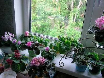 Hogyan törődik szobanövények