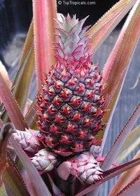 Cum de a face fructe de ananas