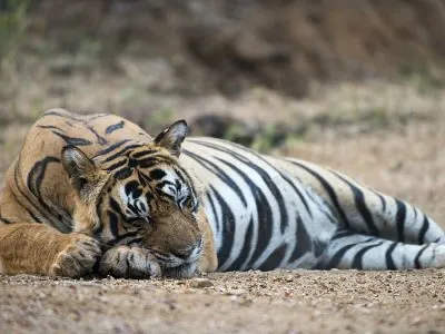 Miért álma egy tigris a nők és férfiak (lásd, hogy elkerülje a támadást)