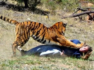 De ce vis de un tigru femei și bărbați (a se vedea, pentru a scăpa de atac)