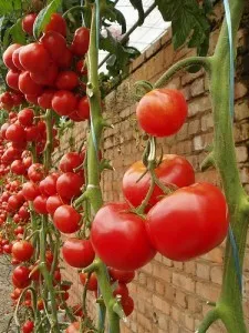 Кога и как да се захванете, за да връзвам високи домати