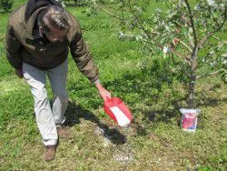 plantare pere columnar și de îngrijire, cultivare