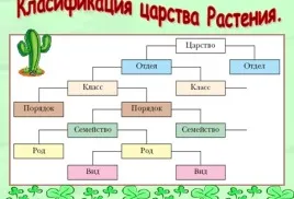 класификация на растенията