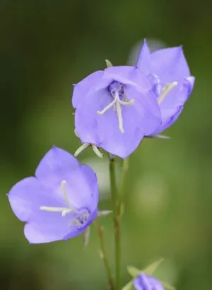 Campanula Persicifolia regulile de plantare și îngrijire de cultură