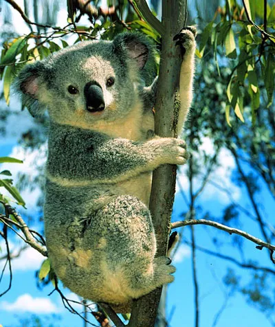 Коала - Koala животните - за разплод коалите