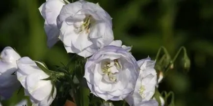 Campanula Persicifolia regulile de plantare și îngrijire de cultură