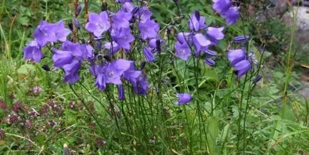 Campanula Persicifolia regulile de plantare și îngrijire de cultură