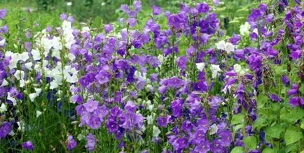 Campanula Persicifolia regulile de plantare și îngrijire de cultură