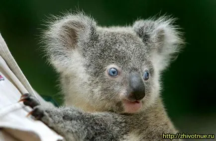 Koala - Koala állat - tenyésztés koalák