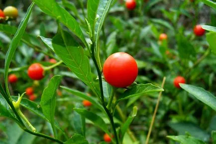 Cameră Nightshade - rosii in miniatura pe fereastra