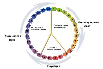 Когато е по-добре да се направи колпоскопия, кой ден от менструалния цикъл