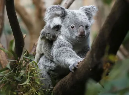 Koala - Koala állat - tenyésztés koalák