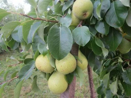 Колонни круша засаждане и грижи, култивиране