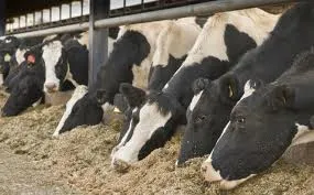 Barn pentru vaci în cutii de locuințe în vrac