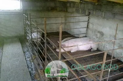 Furajere pentru porci și alte dispozitive pentru creșterea corespunzătoare a acestora