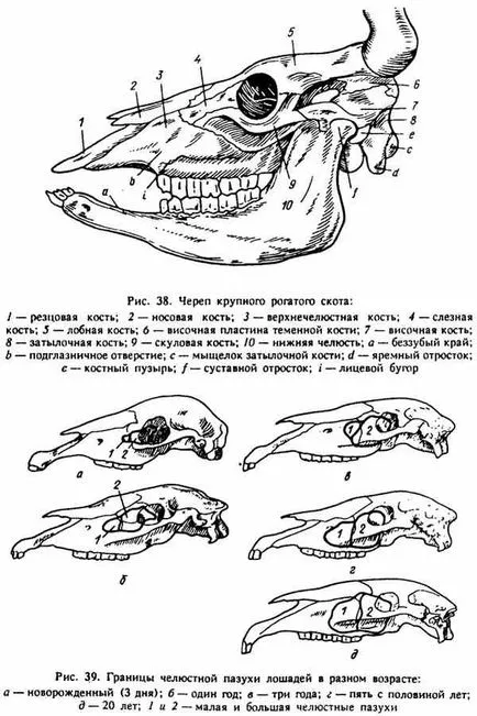 arccsontok