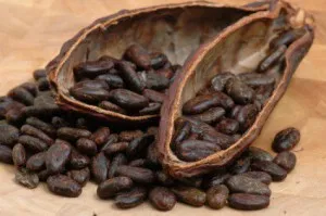 Какао на зърна полезни свойства