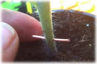 Cum de a lupta în mod eficient Phytophthora la tomate remedii populare