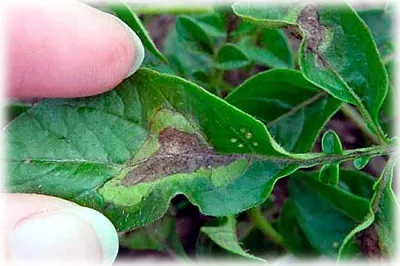 Cum de a lupta în mod eficient Phytophthora la tomate remedii populare