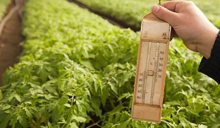 Care este temperatura solului este necesară pentru tomate, atunci când plantate răsaduri de roșii, atunci când se poate pune în