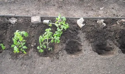 Care este temperatura solului este necesară pentru tomate, atunci când plantate răsaduri de roșii, atunci când se poate pune în