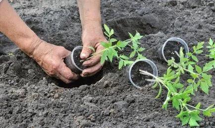 Care este temperatura solului este necesară pentru tomate, atunci când plantate răsaduri de roșii, atunci când se poate pune în